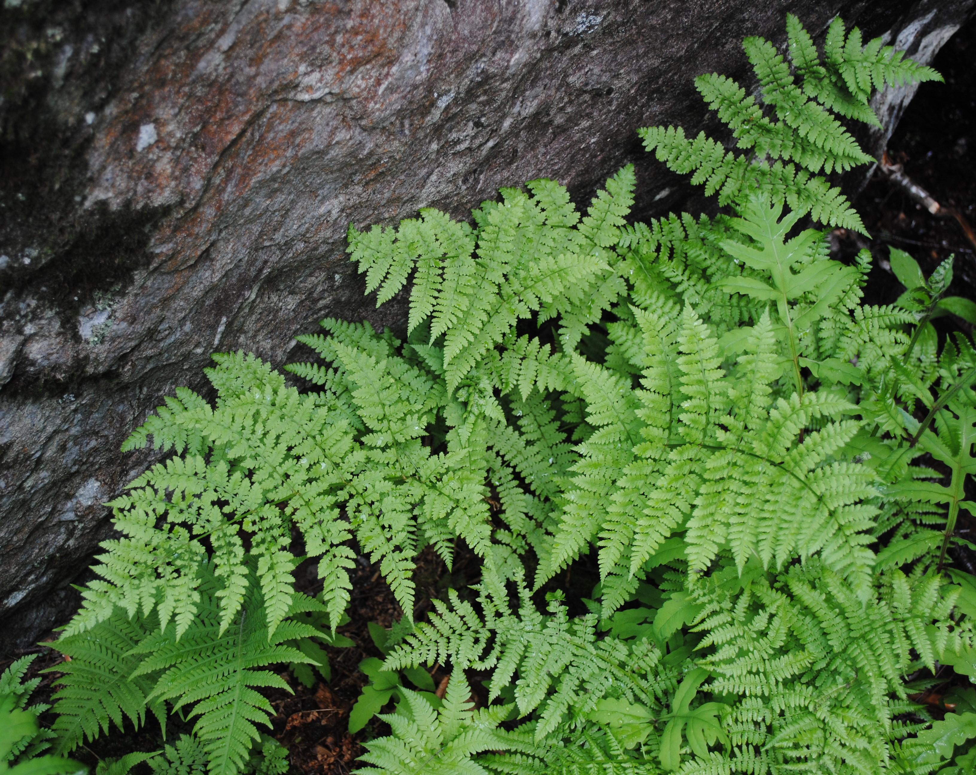 Dryopteris campyloptera