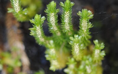 Huperzia appressa