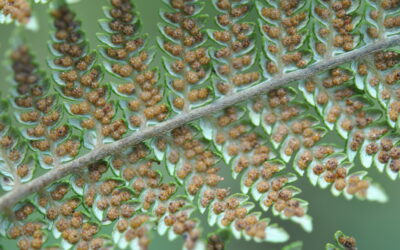 Lophosoria quadripinnata