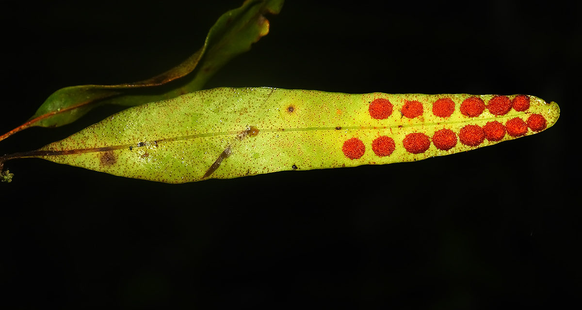 Pleopeltis cf macrocarpa