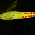 Pleopeltis cf macrocarpa
