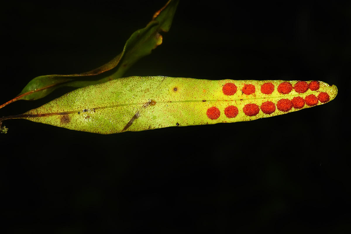 Pleopeltis cf macrocarpa