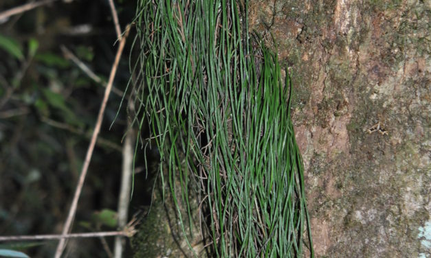 Vittaria graminifolia