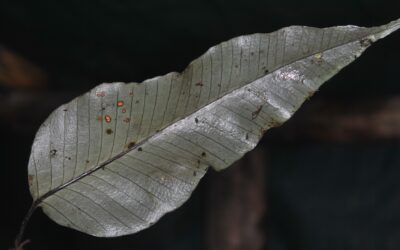 Selliguea plantaginea