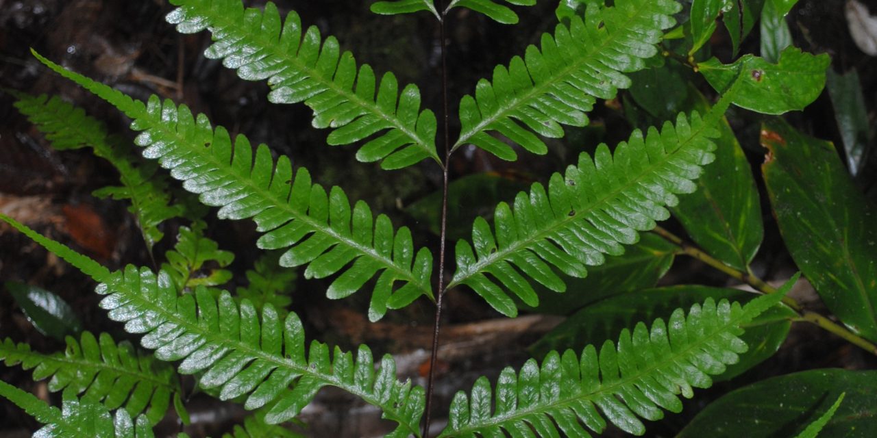 Pteris amoena subsp. firma