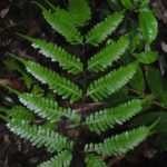 Pteris amoena subsp. firma