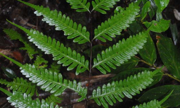 Pteris amoena subsp. firma