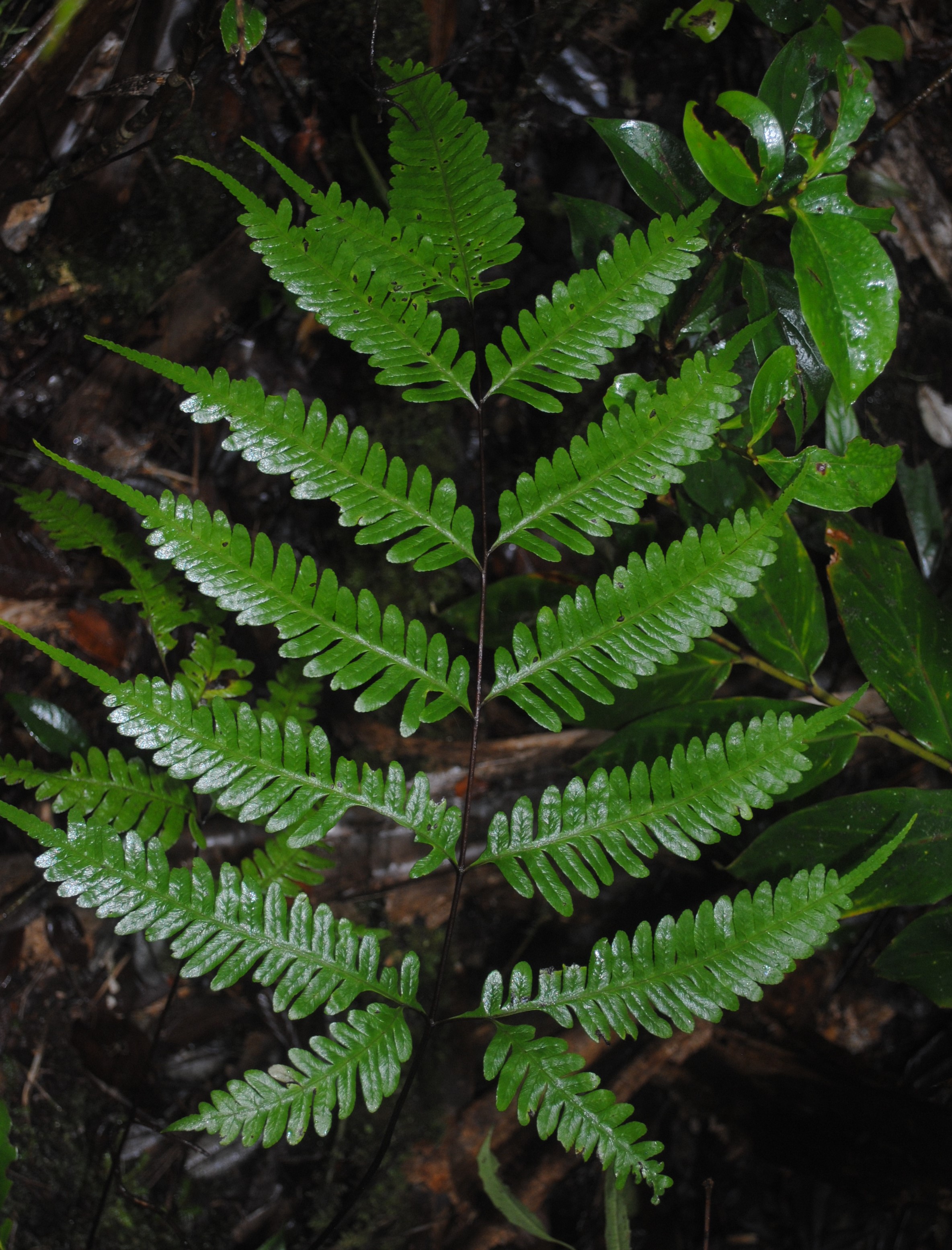 Pteris amoena subsp. firma