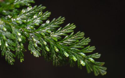 Abrodictyum obscurum