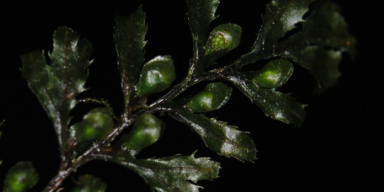 Hymenophyllum holochilum