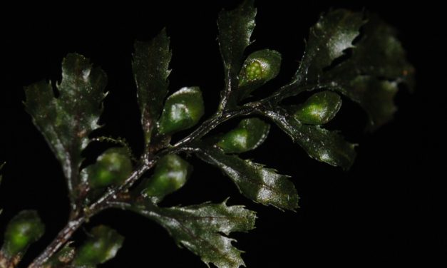 Hymenophyllum holochilum