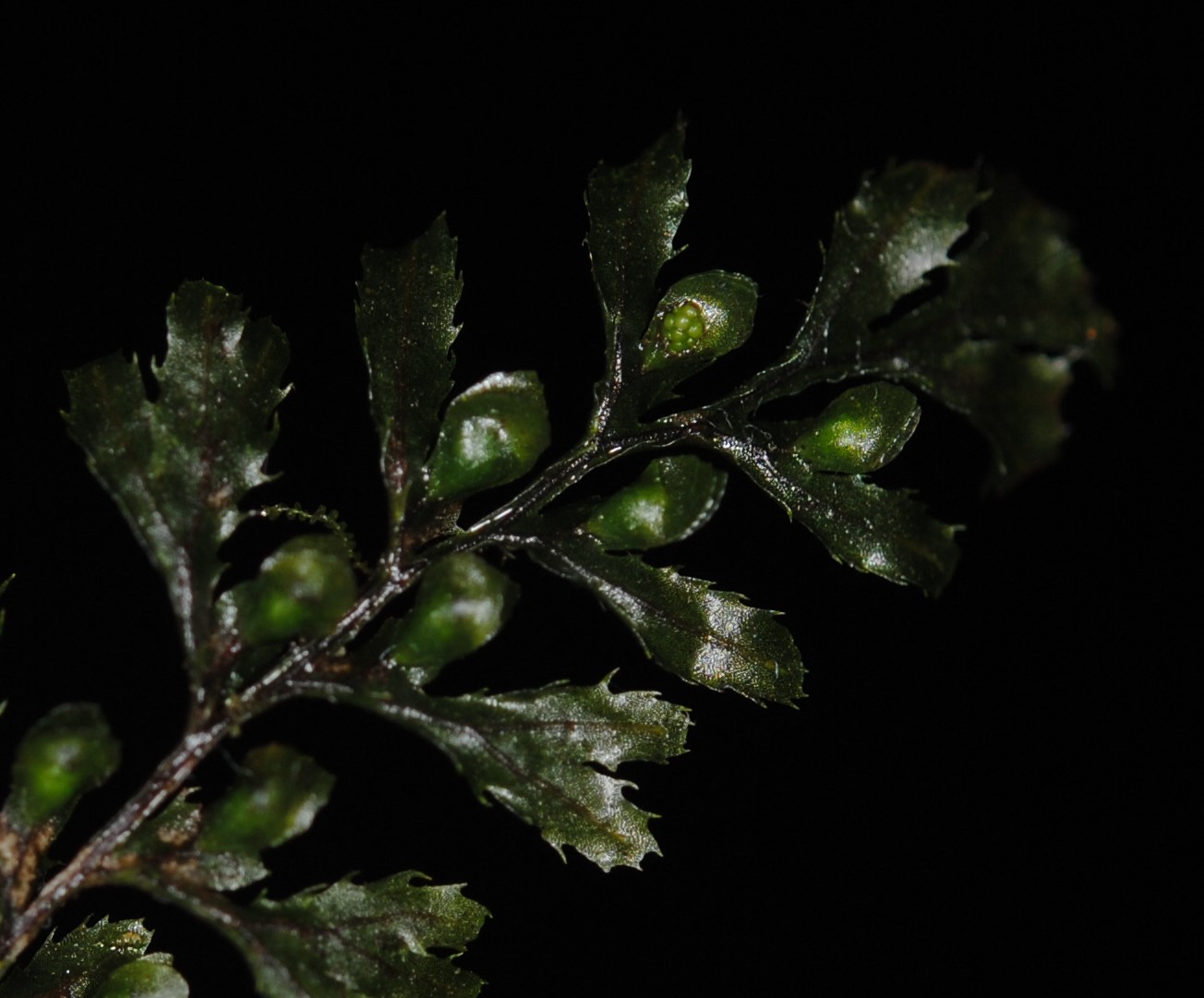 Hymenophyllum holochilum