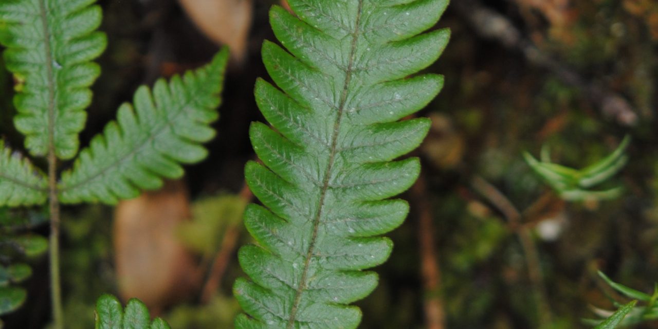 Pronephrium pentaphyllum