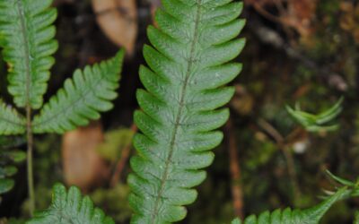 Pronephrium pentaphyllum