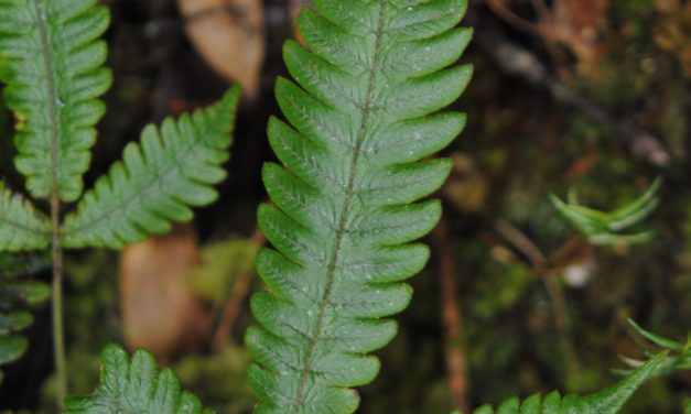 Pronephrium pentaphyllum