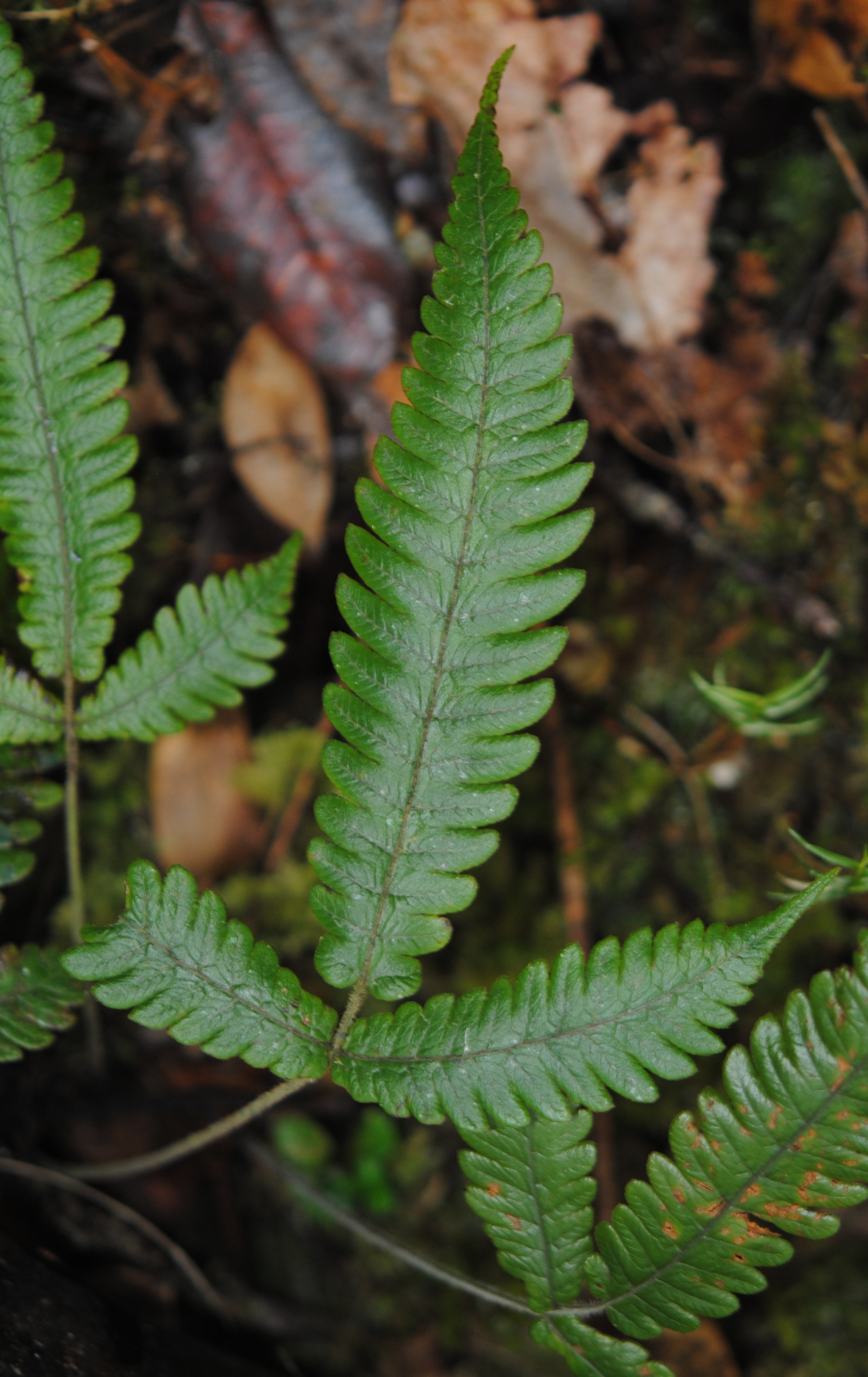 Pronephrium pentaphyllum