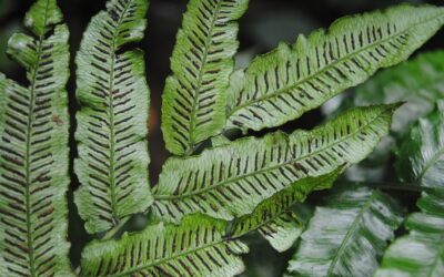 Diplaziopsis javanica