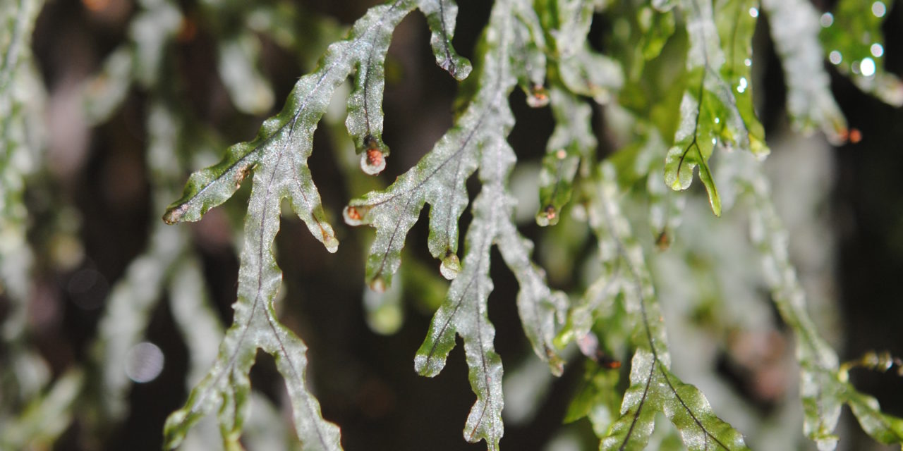 Hymenophyllum digitatum