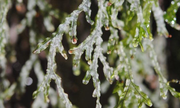 Hymenophyllum digitatum