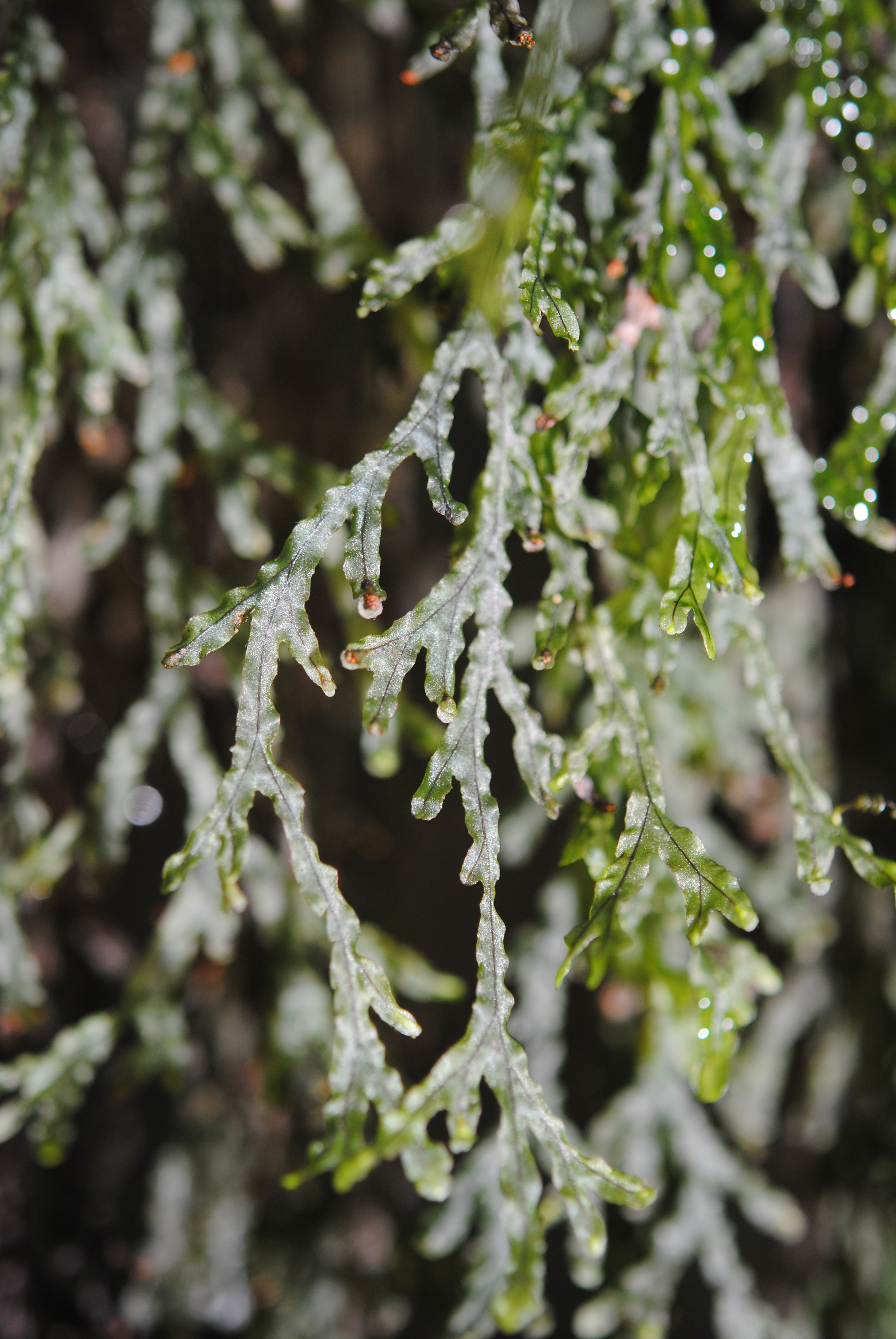 Hymenophyllum digitatum