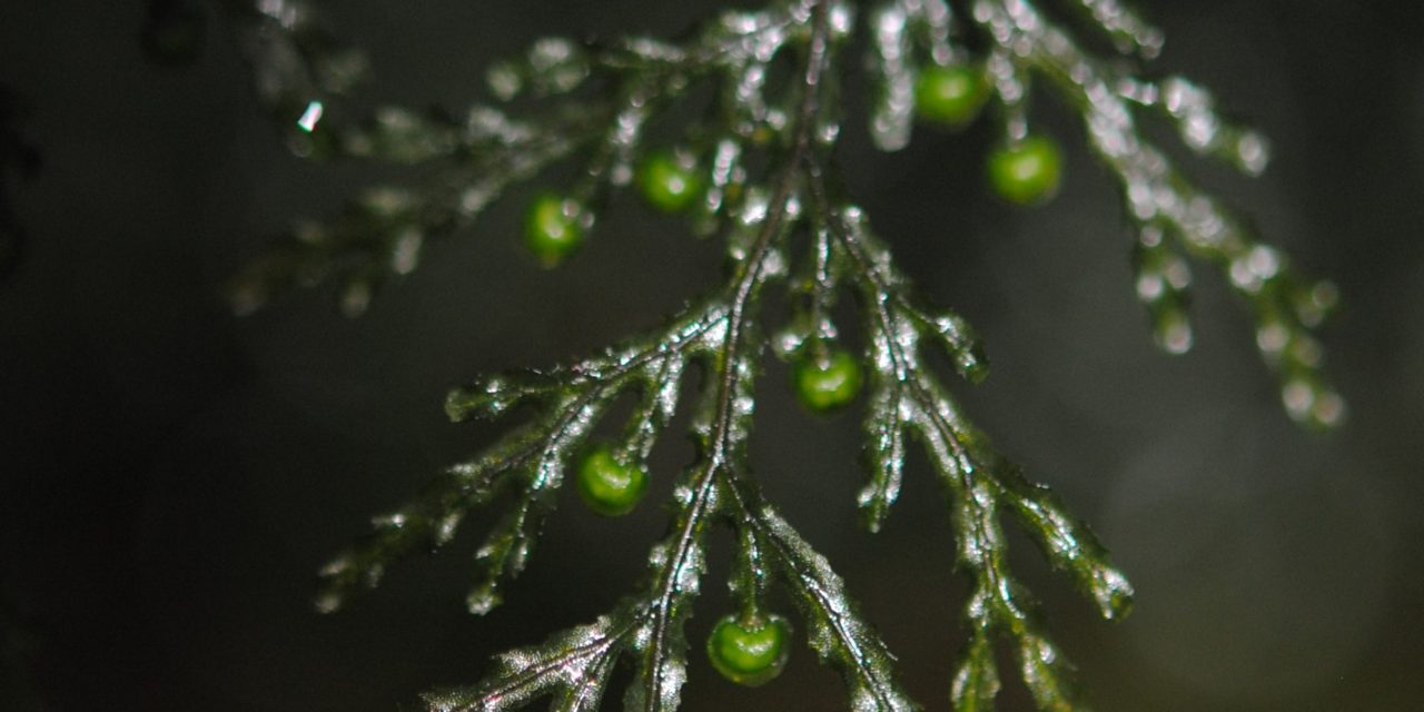 Hymenophyllum reinwardtii