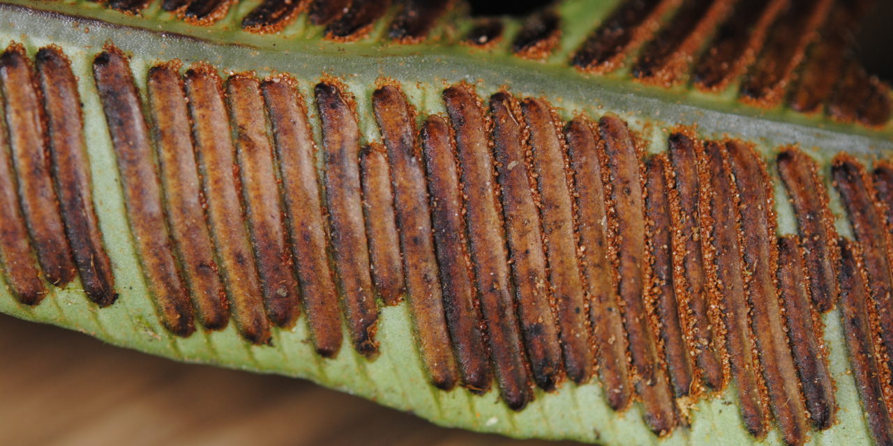 Asplenium acrobryum