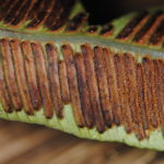 Asplenium acrobryum