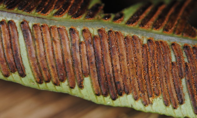 Asplenium acrobryum