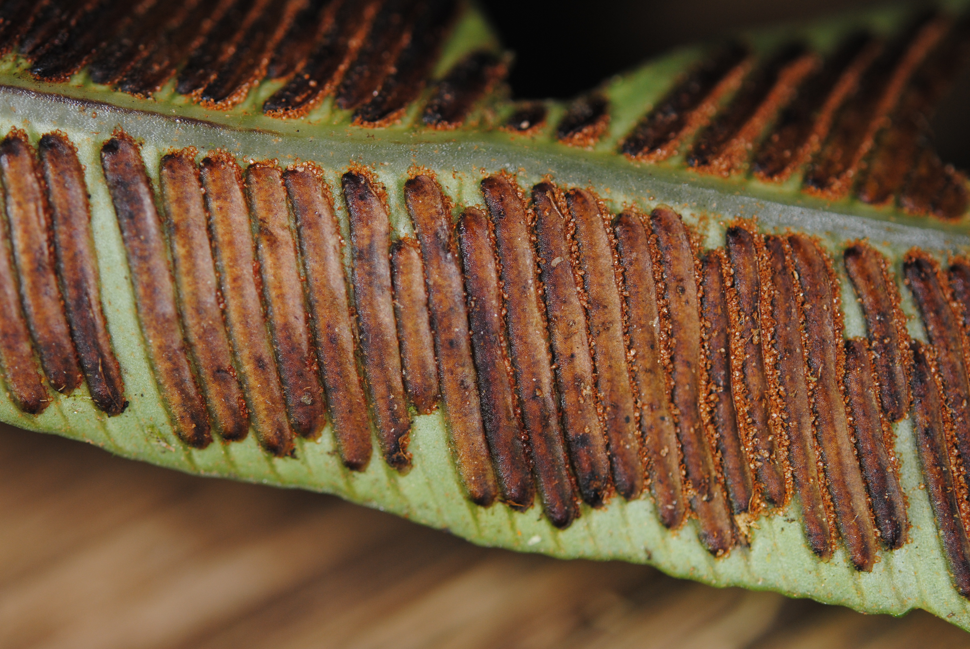 Asplenium acrobryum