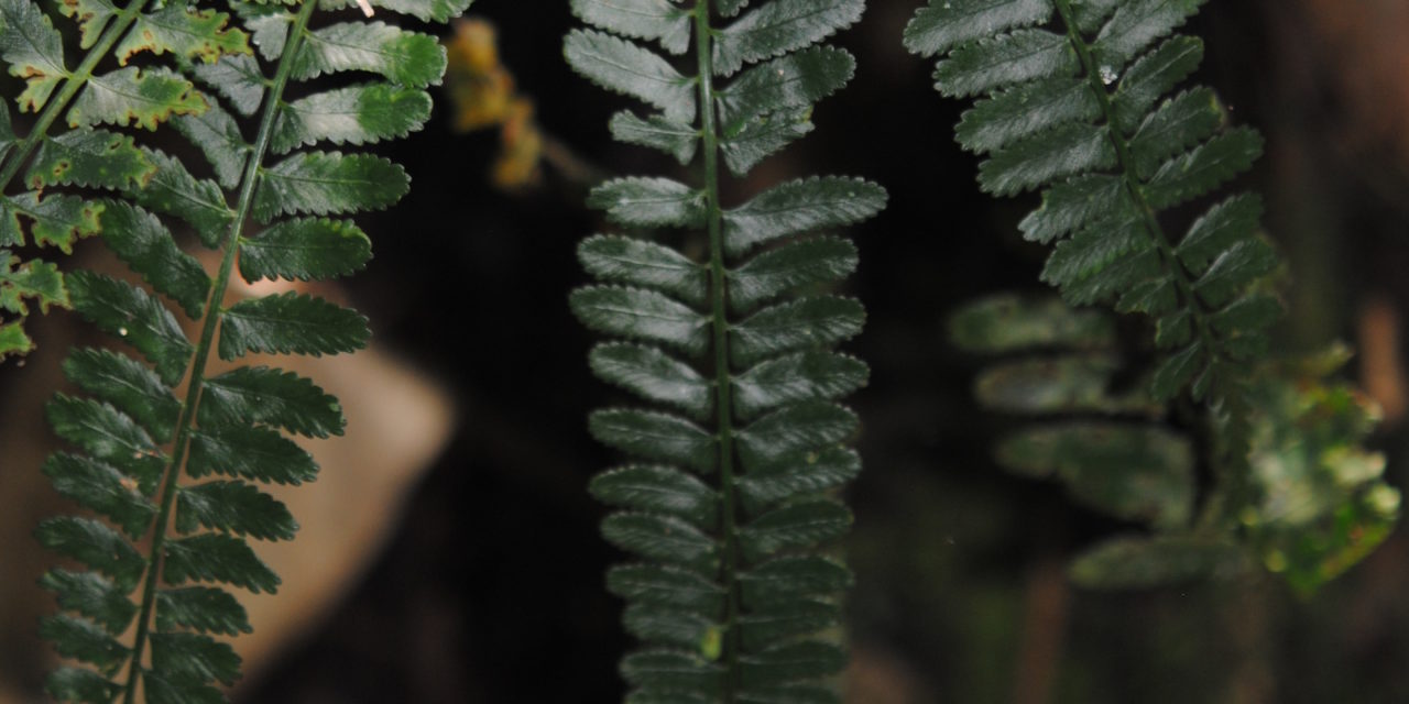 Asplenium tenerum