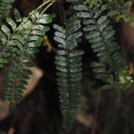 Asplenium tenerum