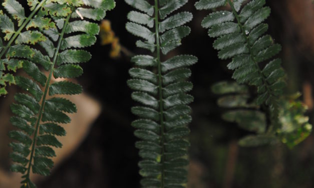 Asplenium tenerum