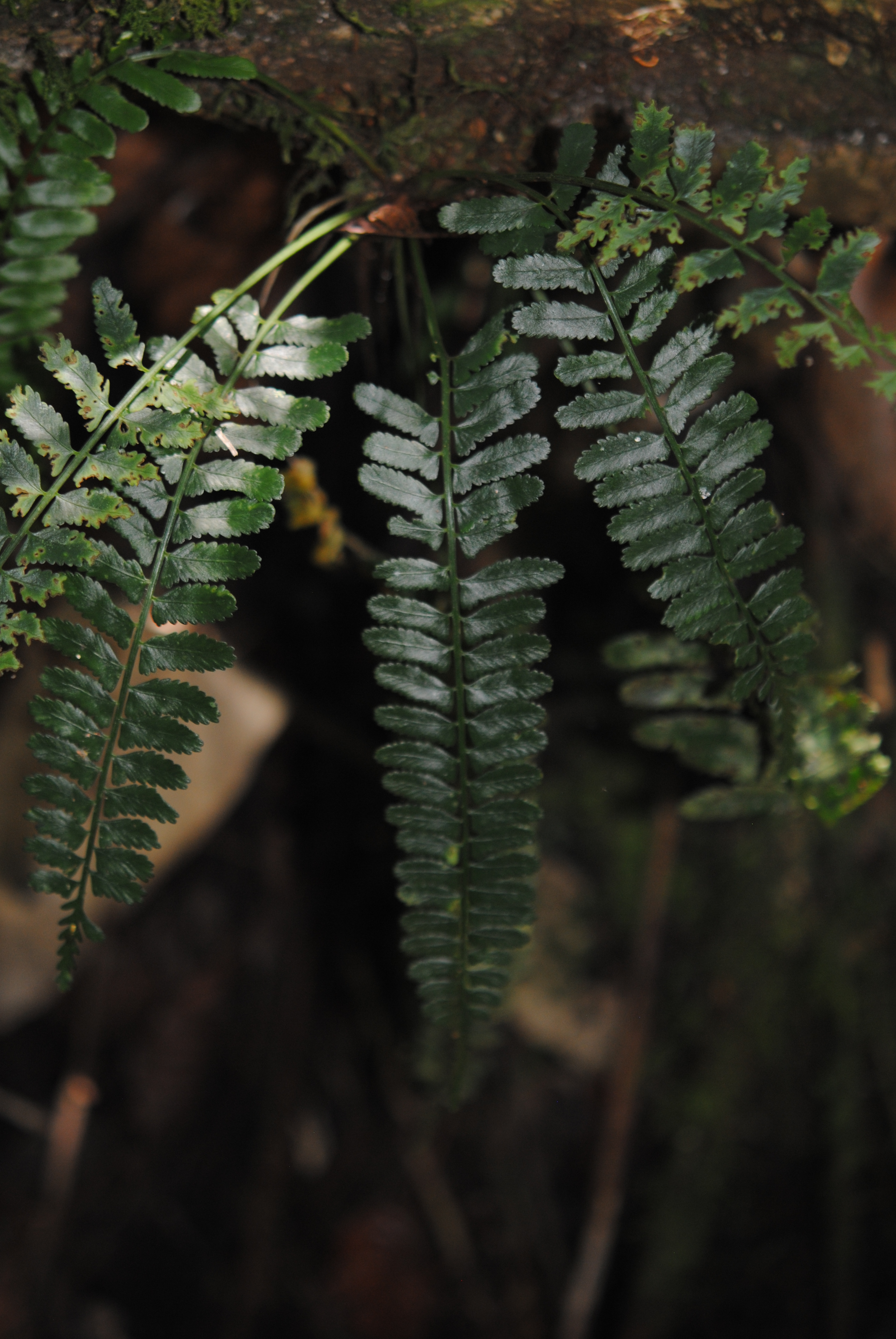 Asplenium tenerum