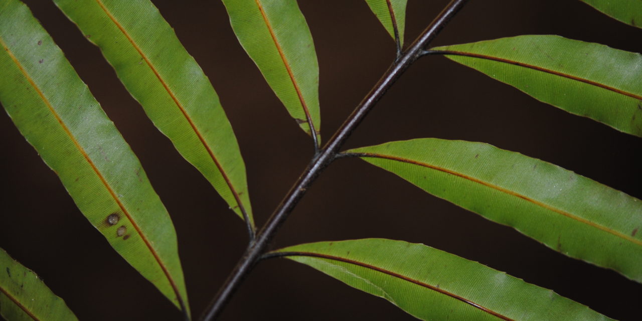 Pteris papuana