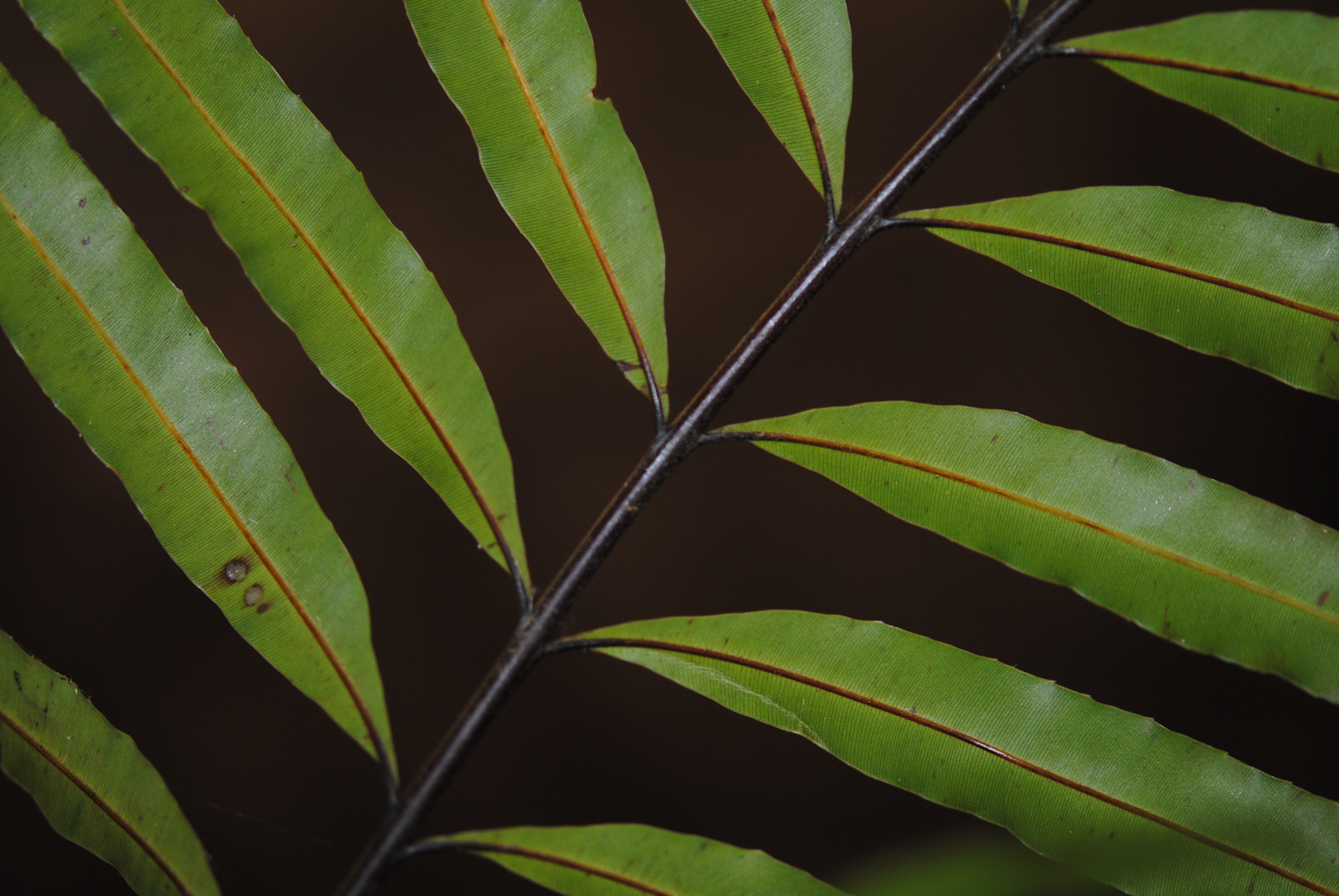 Pteris papuana