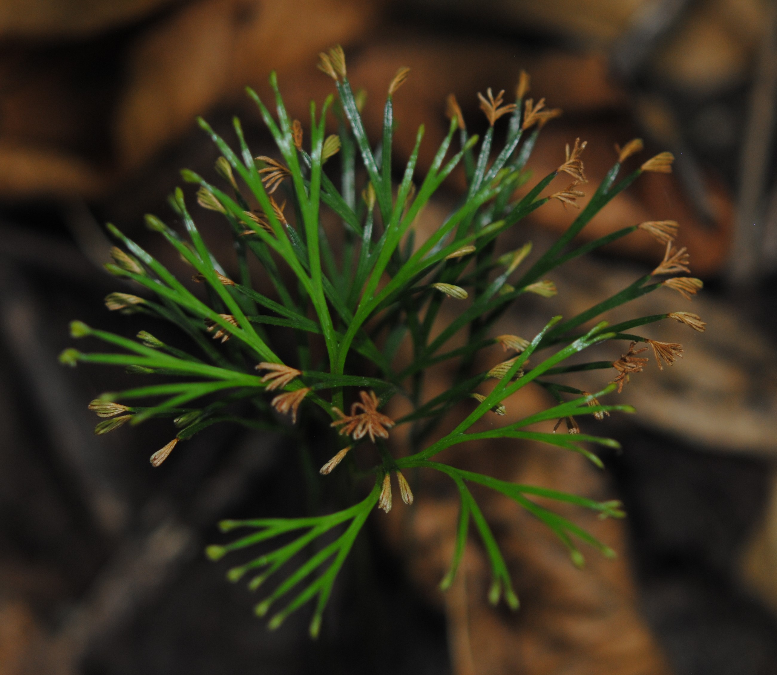 Schizaea dichotoma