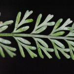 Asplenium bipinnatifidum