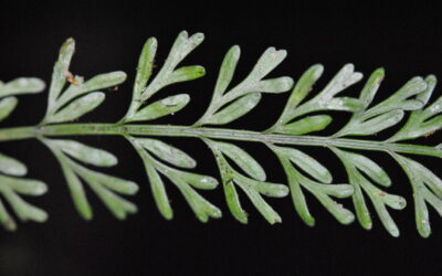 Asplenium bipinnatifidum