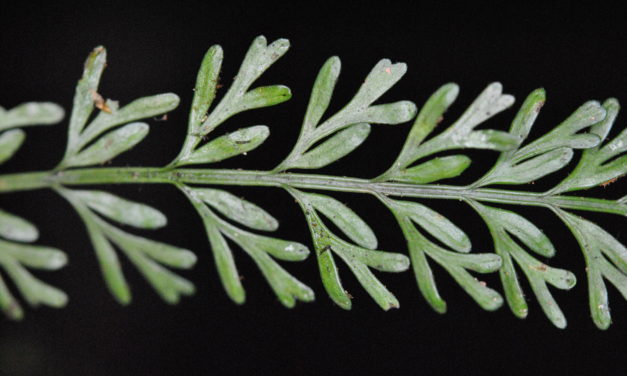 Asplenium bipinnatifidum