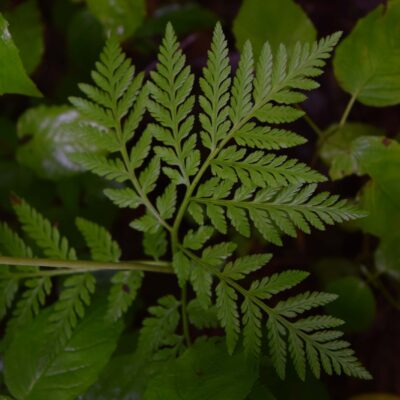 B_virginiana_DSC_0652 (Botrypus virginianus)