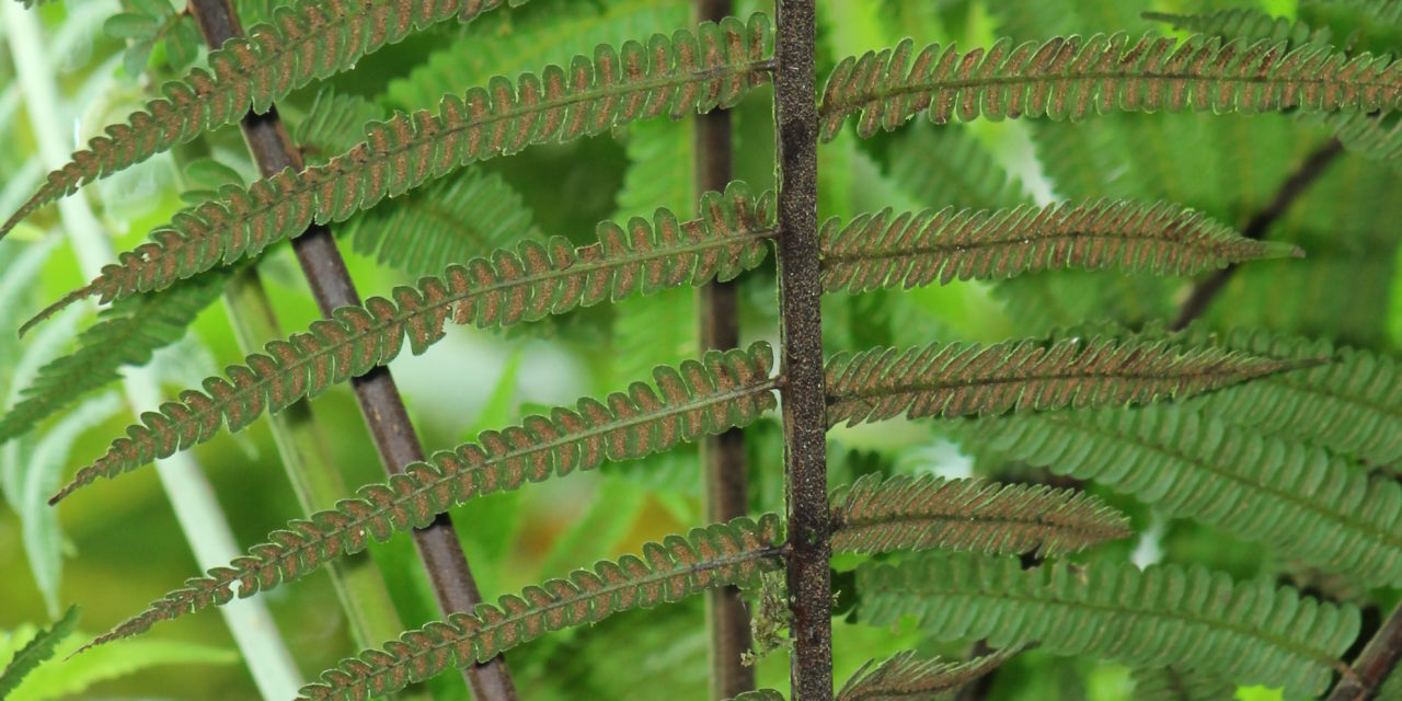 Cyathea bipinnatifida