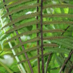 Cyathea bipinnatifida