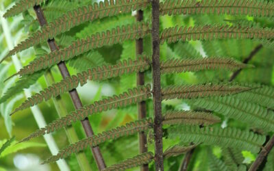 Cyathea bipinnatifida