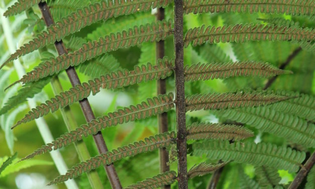 Cyathea bipinnatifida