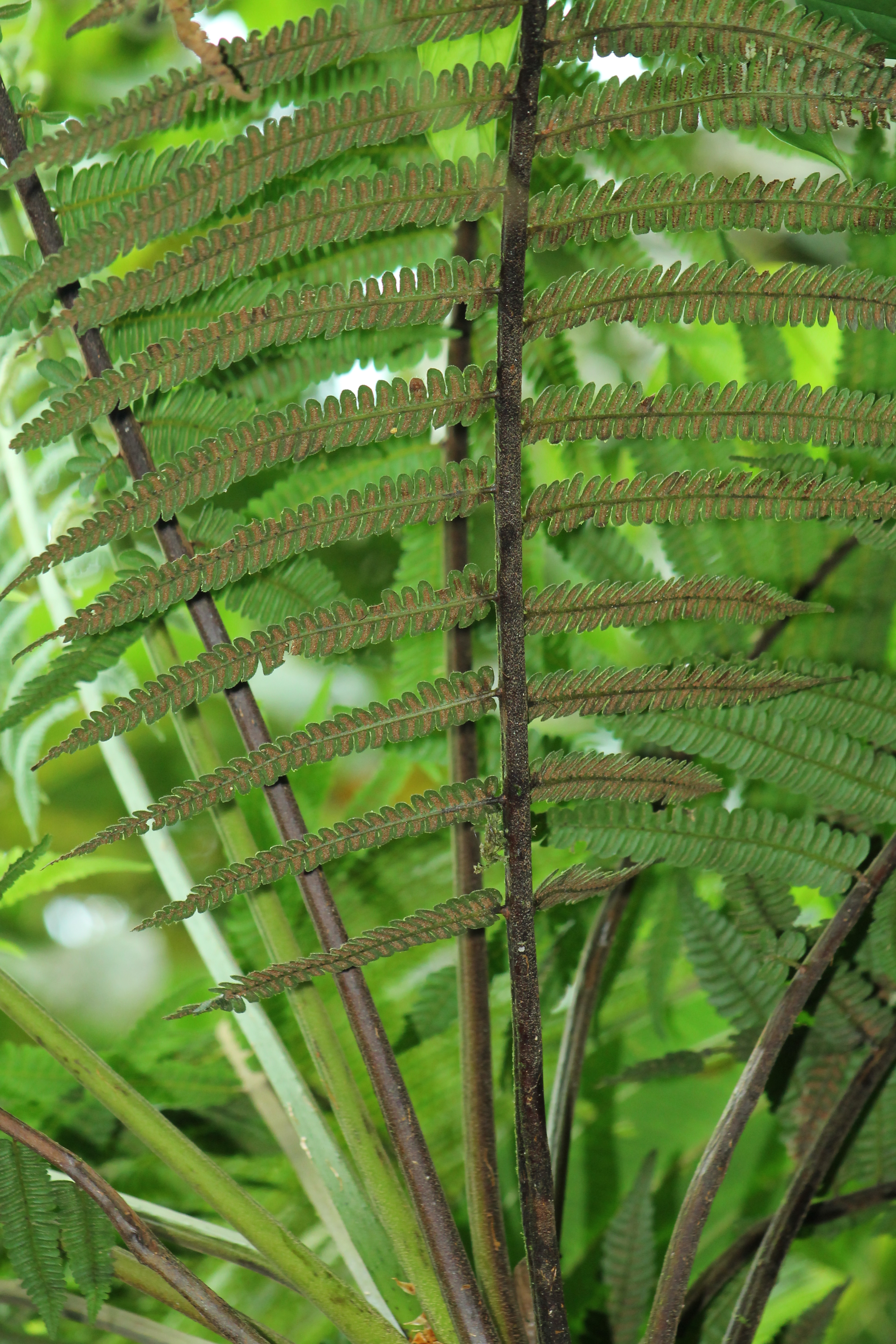 Cyathea bipinnatifida