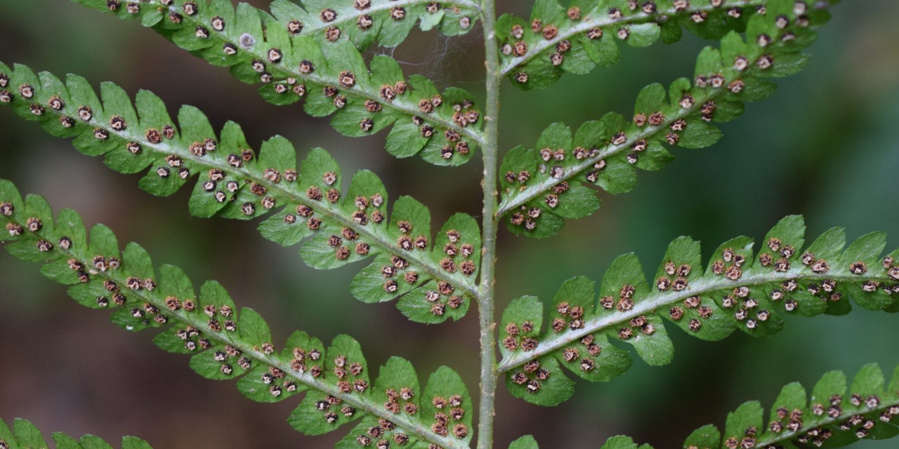 Dryopteris celsa