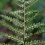 Dryopteris celsa