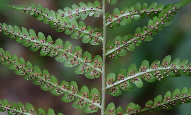 Dryopteris celsa