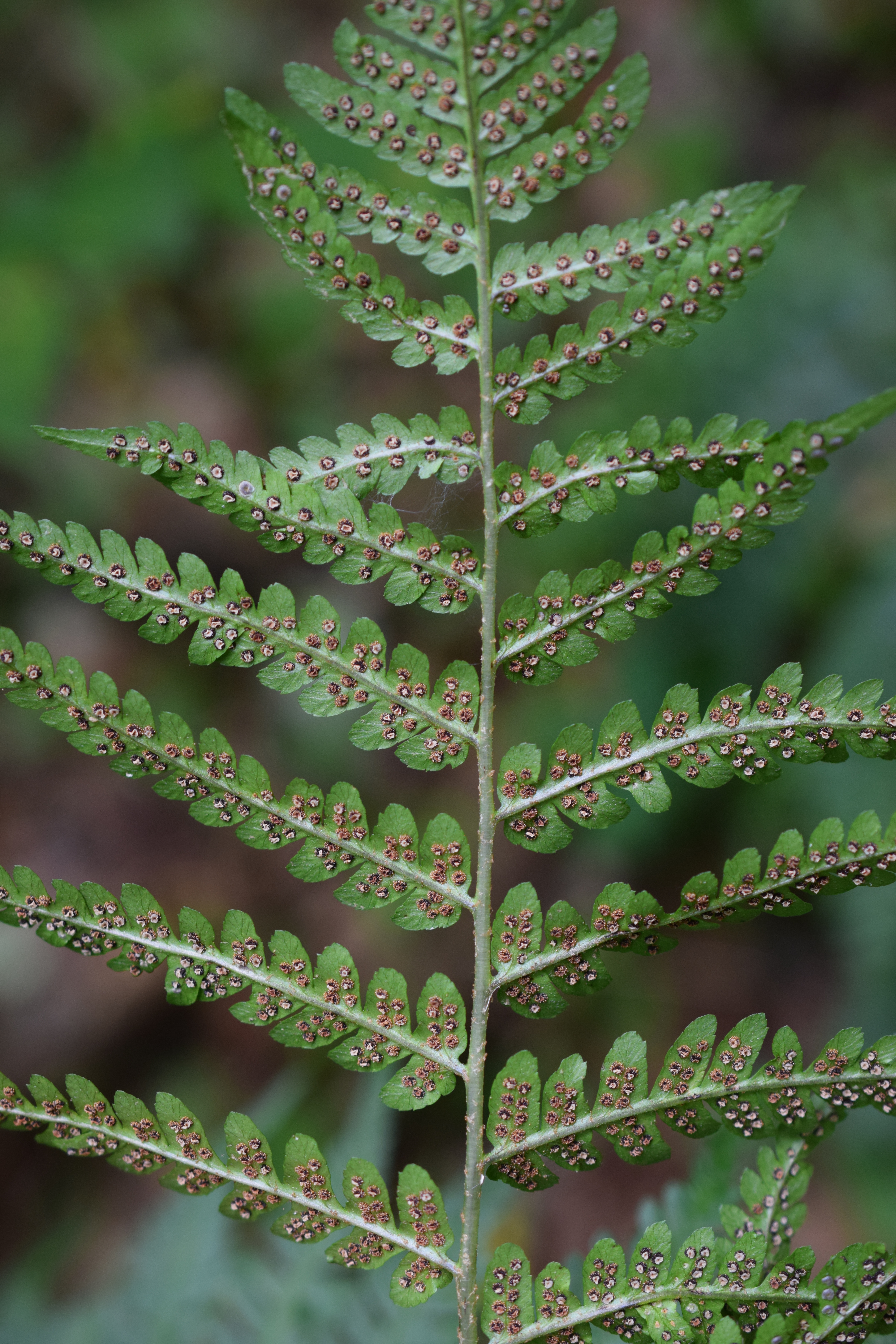 Dryopteris celsa