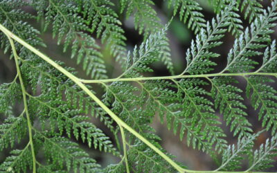 Orthiopteris cicutarioides